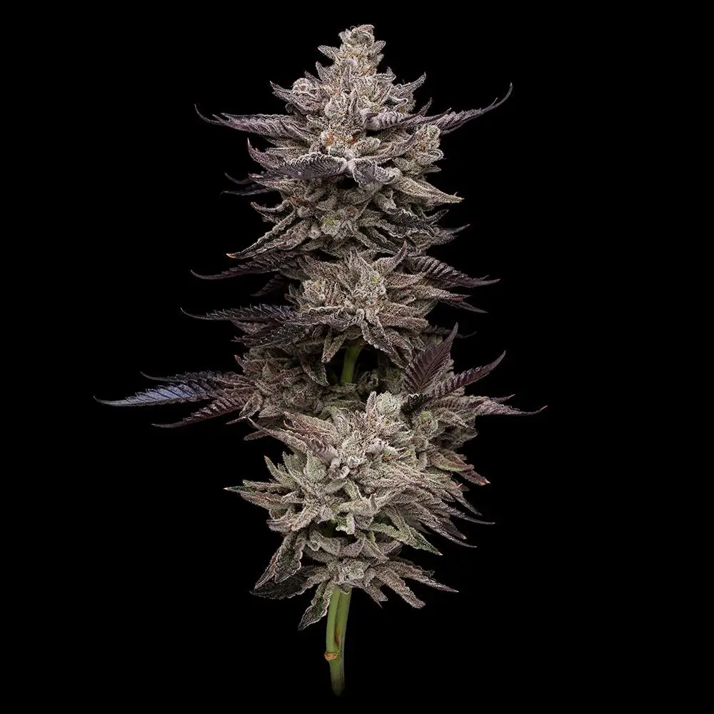 Animorph Mints Feminized – Alchimia Grow Shop