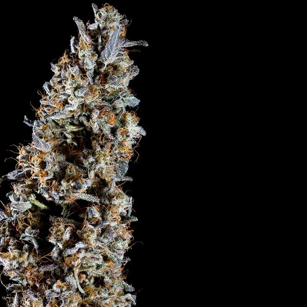 Animorph Mints Feminized – Alchimia Grow Shop