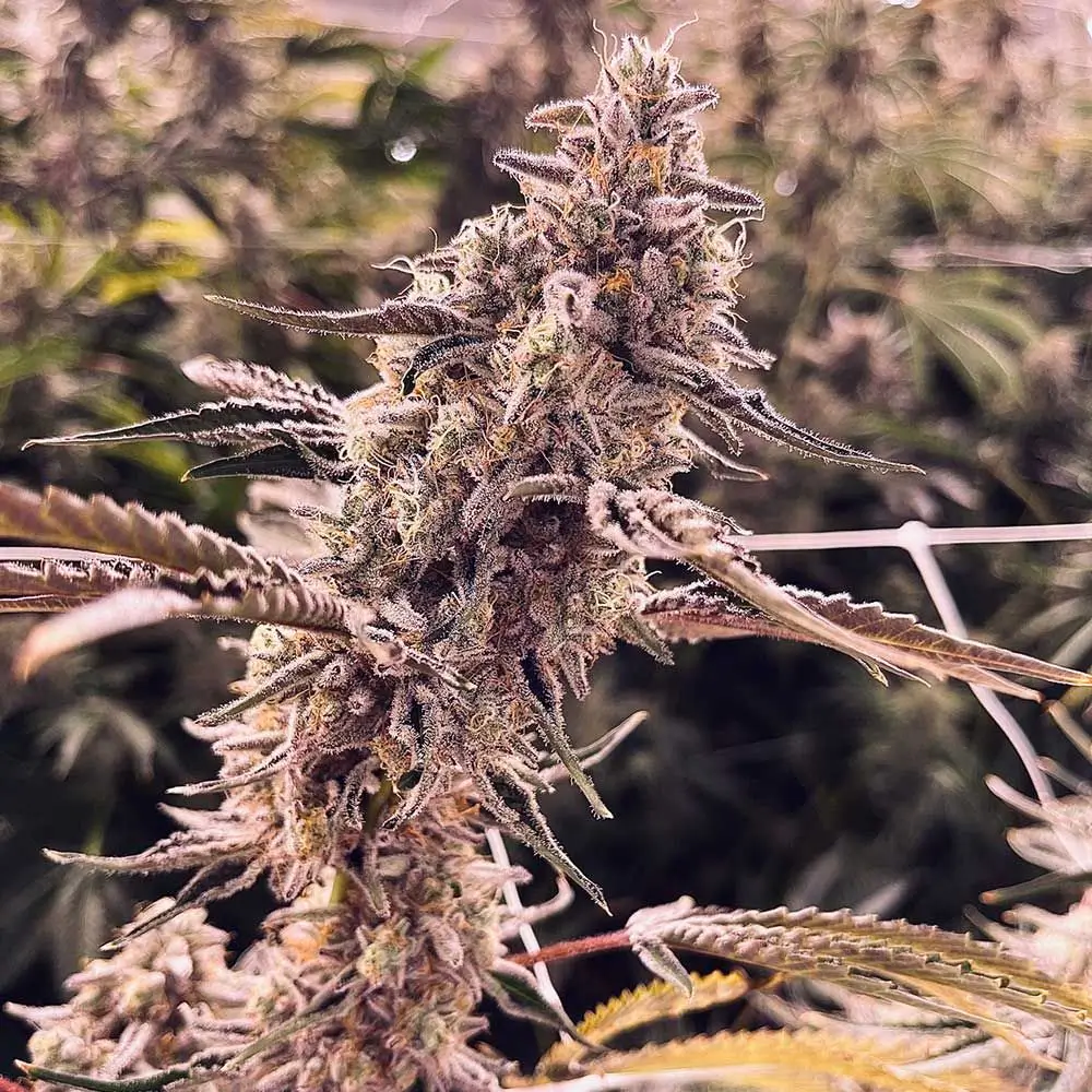 Animorph Mints Feminized – Alchimia Grow Shop
