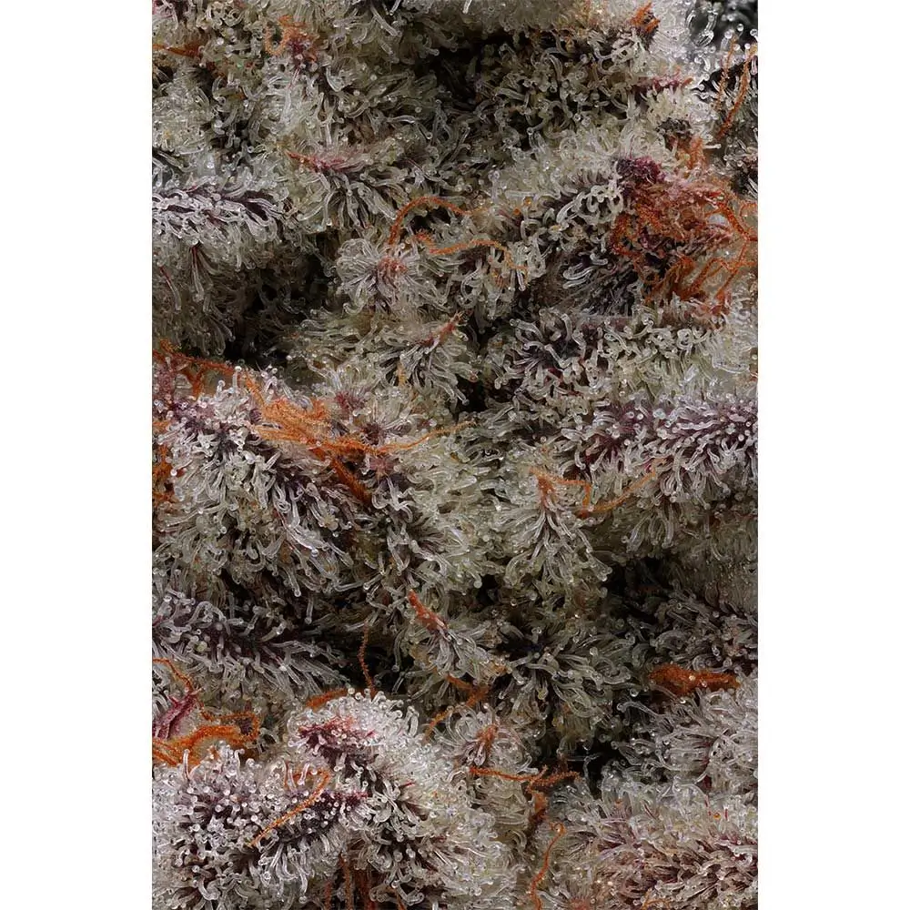 Animorph Mints Feminized – Alchimia Grow Shop