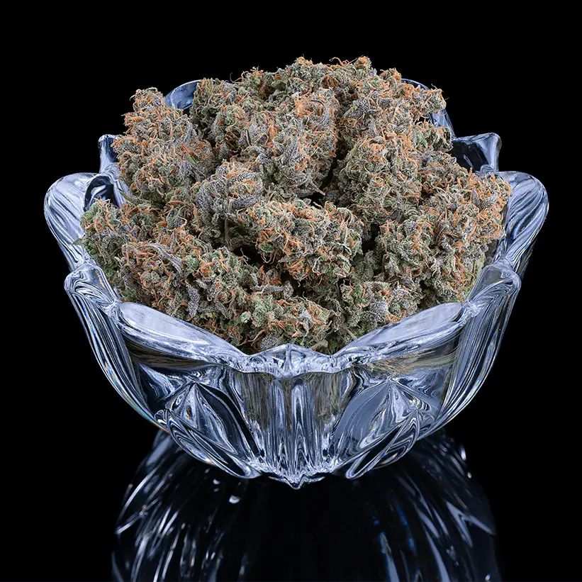 Apollo Feminized – Alchimia Grow Shop