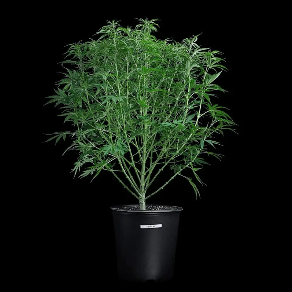 Apollo Feminized – Alchimia Grow Shop