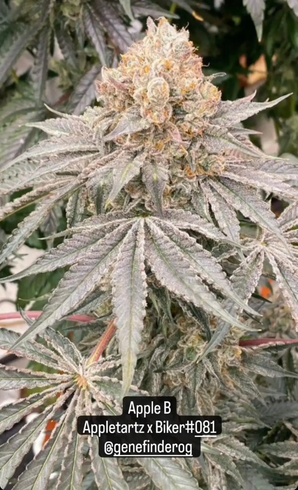 Apple B Feminized – Alchimia Grow Shop