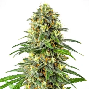 Apple Jack – Blimburn Seeds