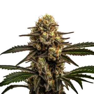 Apple Fritter – Blimburn Seeds