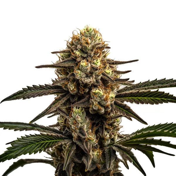 Apple Fritter – Blimburn Seeds