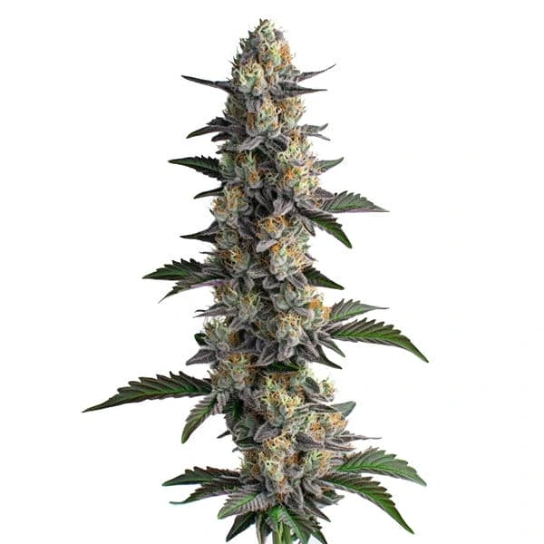 Apples and Bananas – Blimburn Seeds