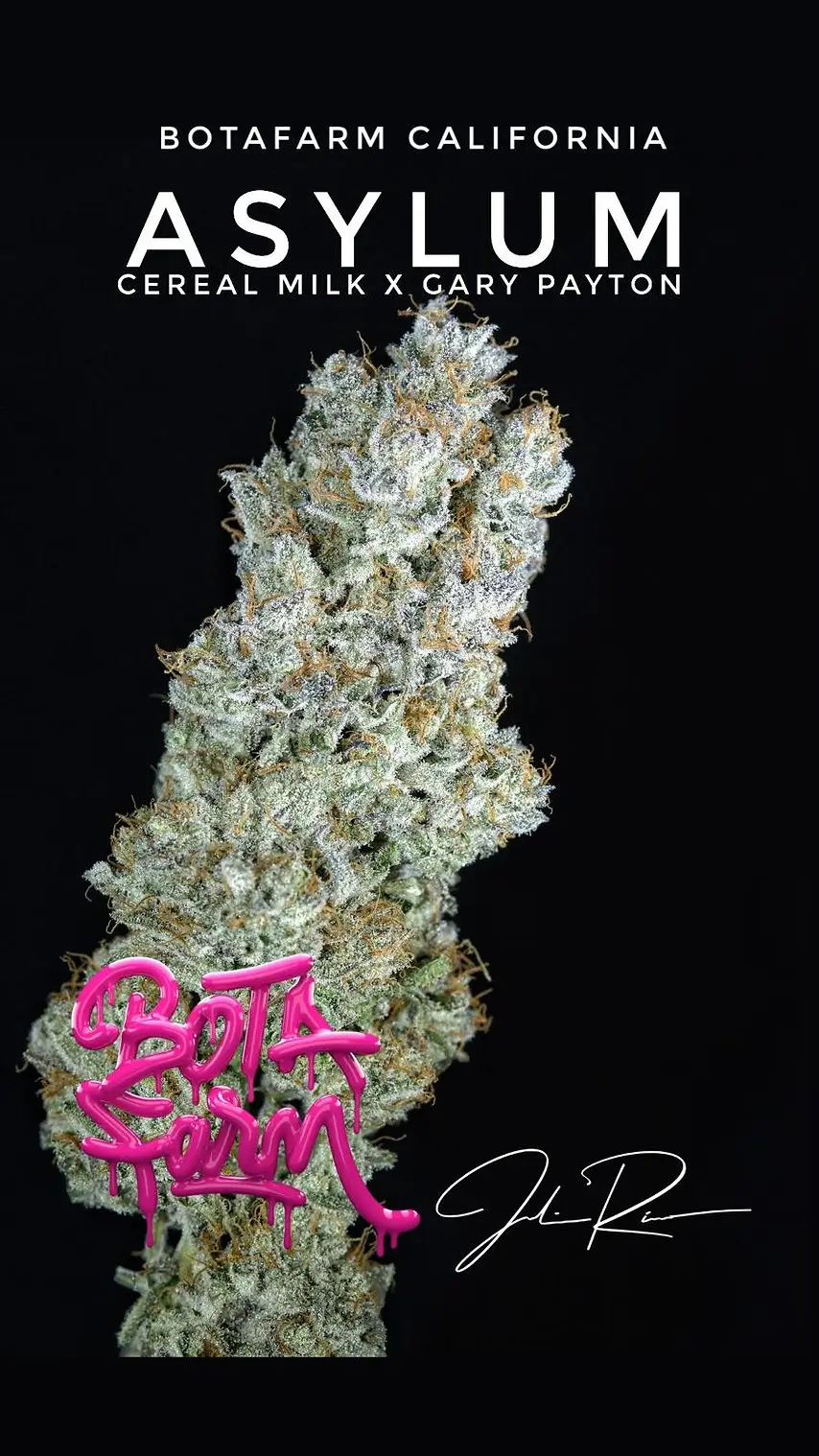 Asylum Feminized – Alchimia Grow Shop