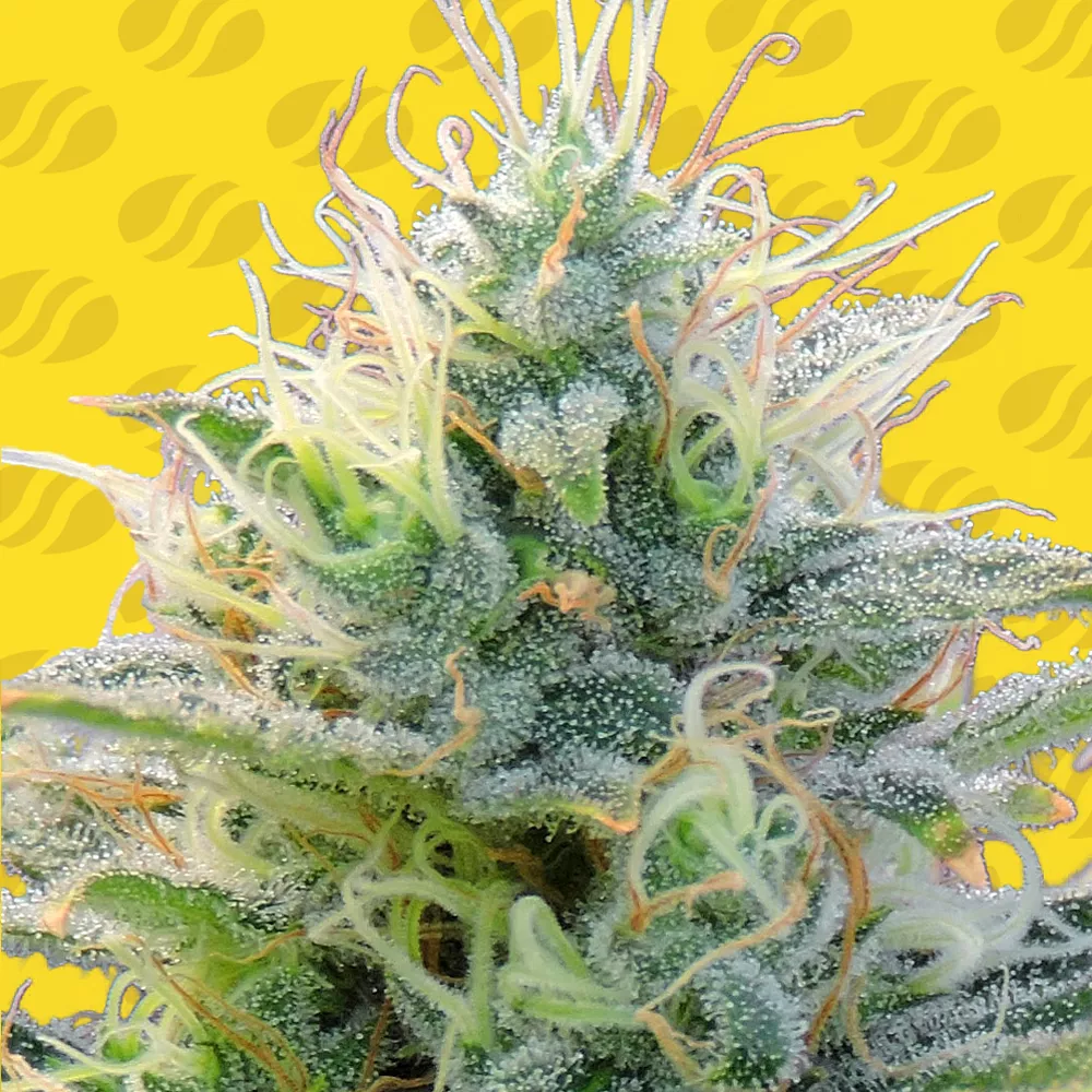 Auto Ghost OG – Original Sensible Seeds