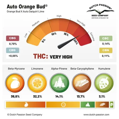 Auto Orange Bud Autoflower – Alchimia Grow Shop