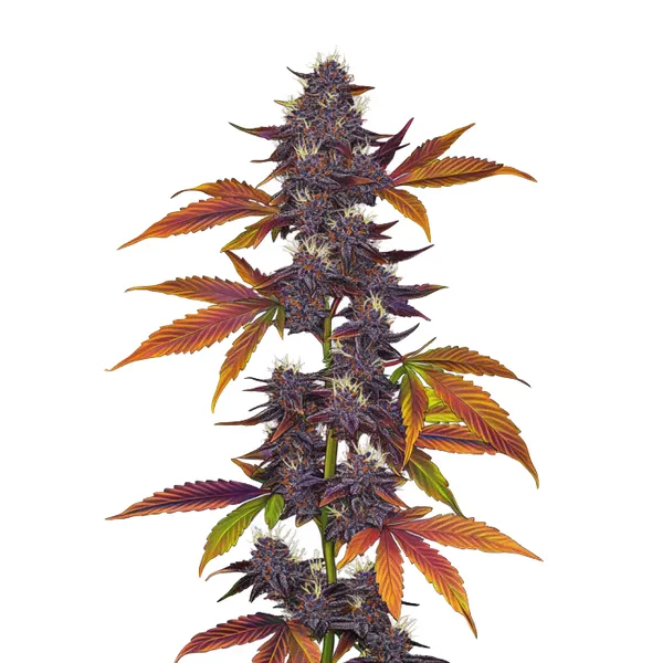 Auto Purple CBD – Blimburn Seeds