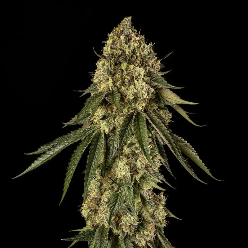 B-52 Feminized – Alchimia Grow Shop
