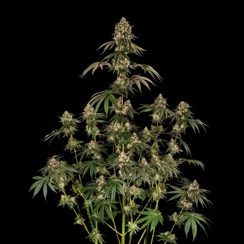 B-52 Feminized – Alchimia Grow Shop