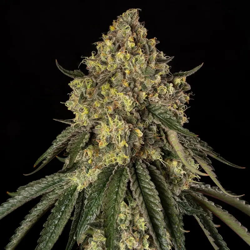 B-52 Feminized – Alchimia Grow Shop