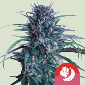 Banana Brawler – Royal Queen Seeds