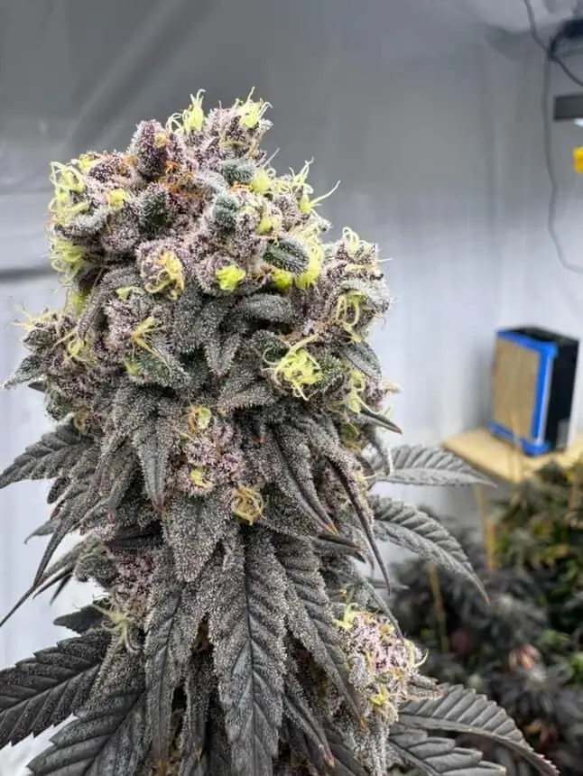 Bananacane Feminized – Alchimia Grow Shop