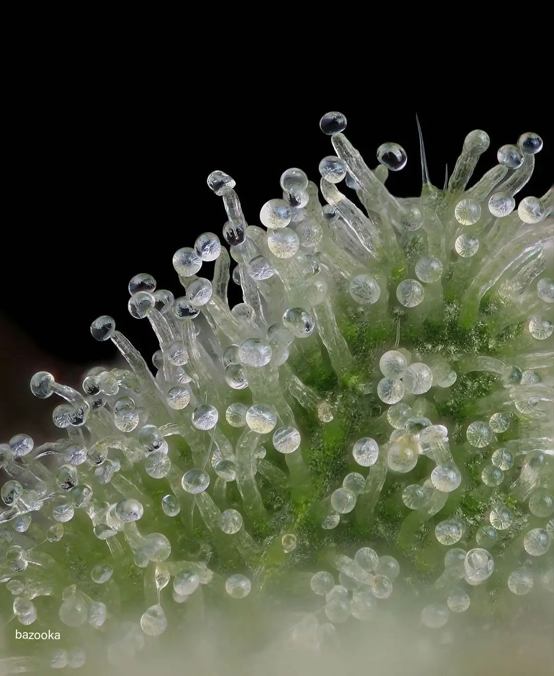 Bazzoka Regular – Alchimia Grow Shop