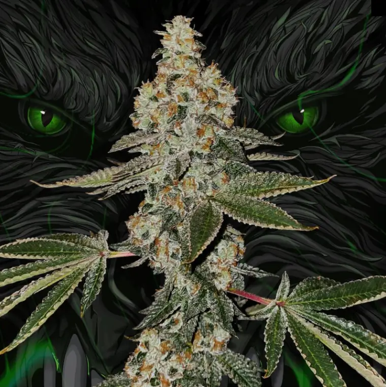 Beasty Feminized – Alchimia Grow Shop