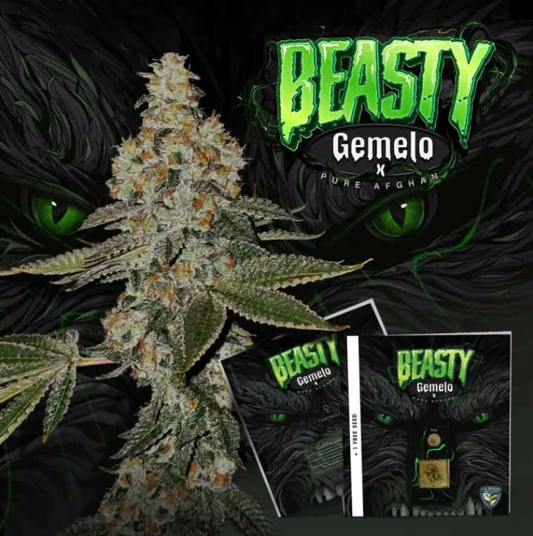 Beasty Feminized – Alchimia Grow Shop