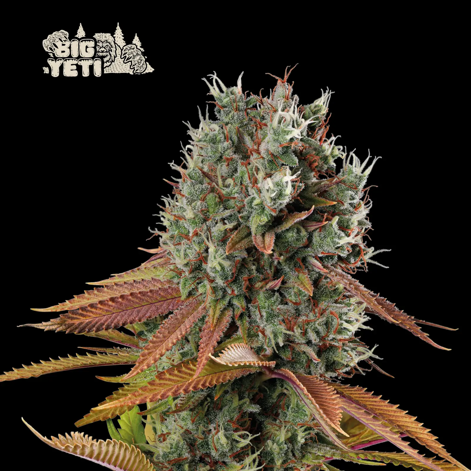 Big Yeti Feminized – Alchimia Grow Shop