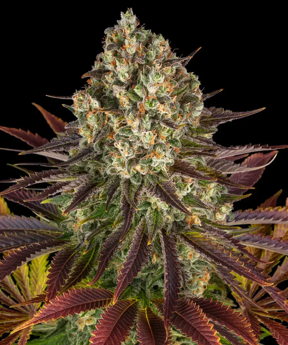 Biscotti Feminized – Alchimia Grow Shop