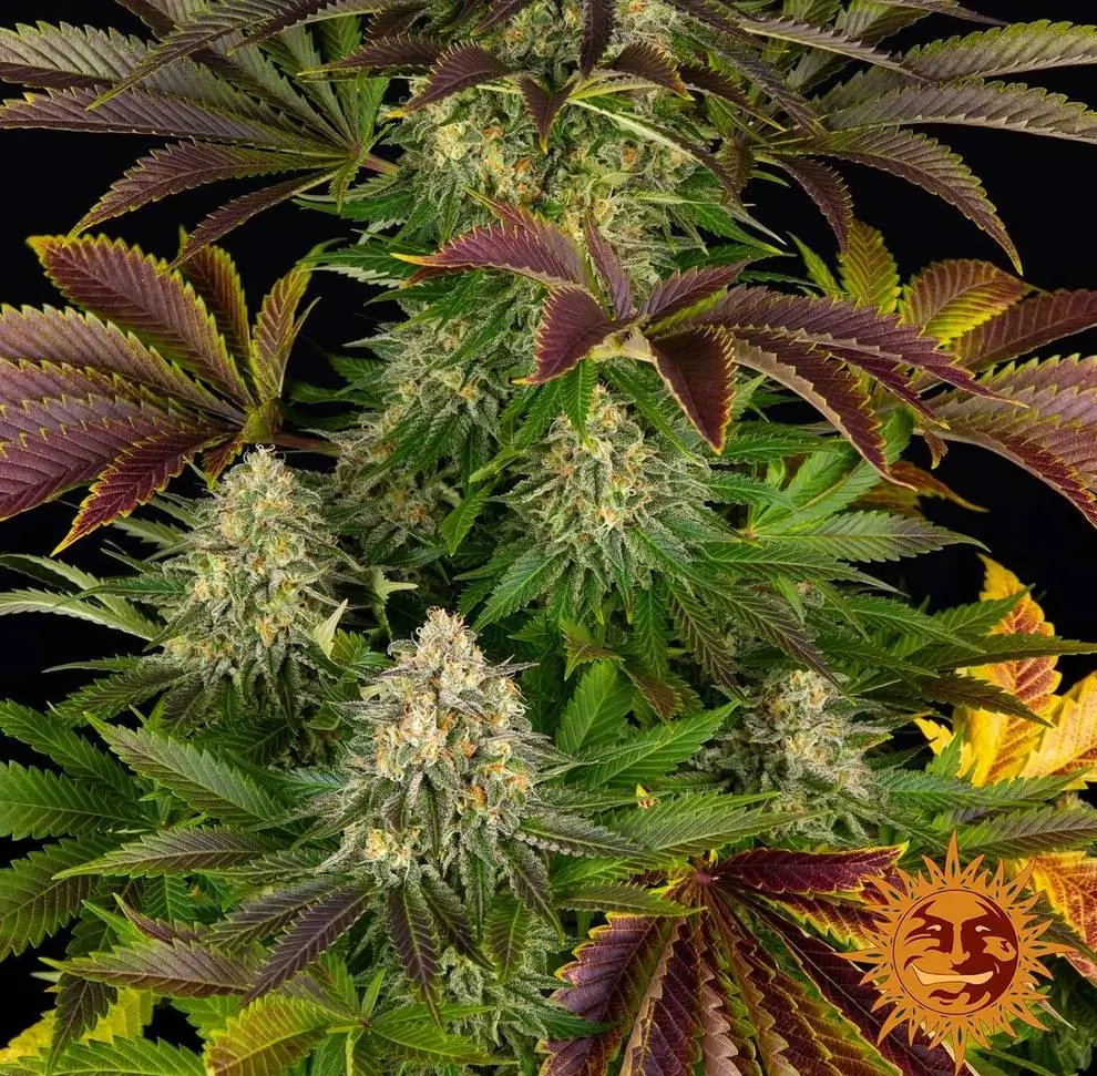 Biscotti Feminized – Alchimia Grow Shop