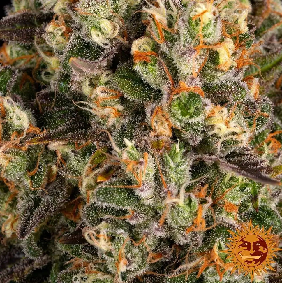Biscotti Feminized – Alchimia Grow Shop