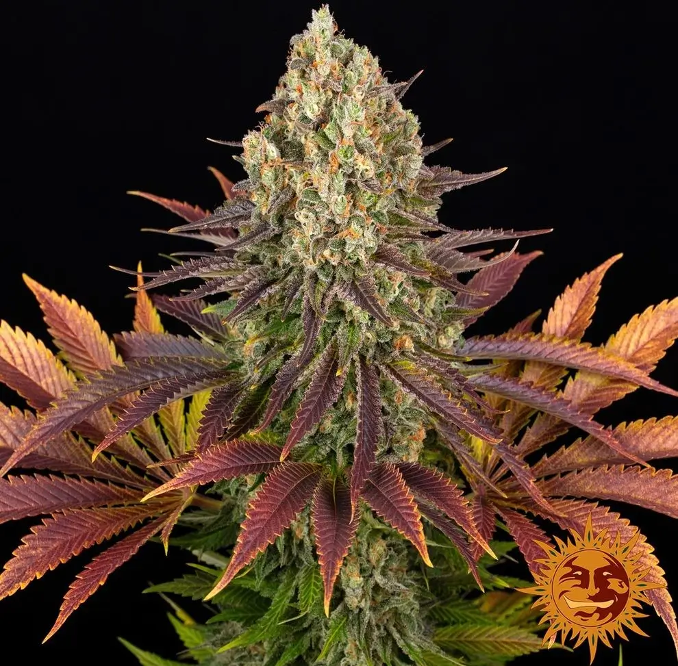 Biscotti Feminized – Alchimia Grow Shop