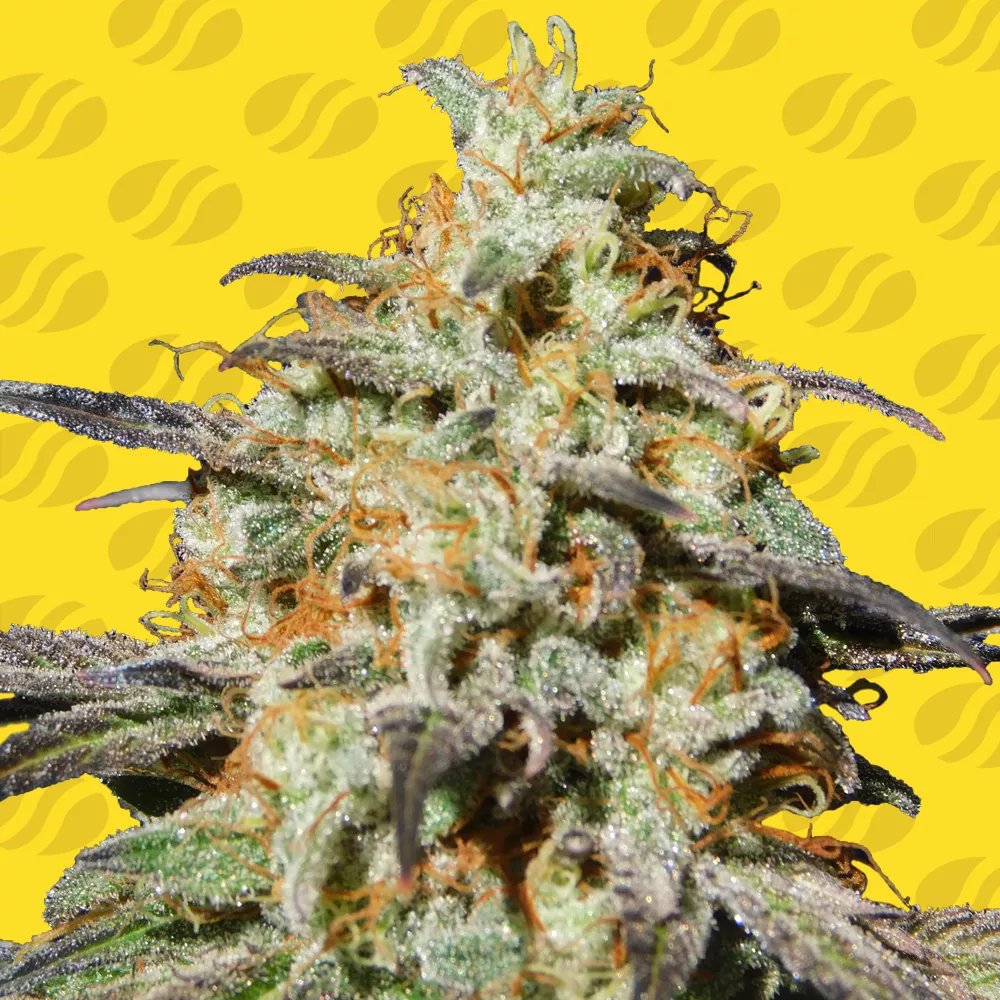 Biscotti Auto – Original Sensible Seeds