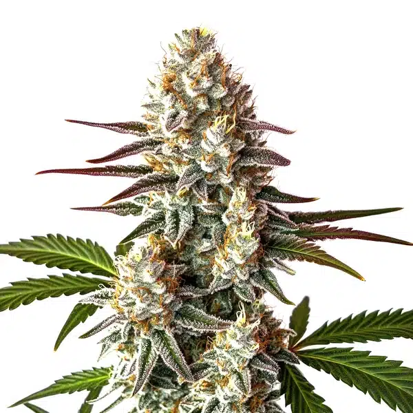 Biscotti Auto – Blimburn Seeds
