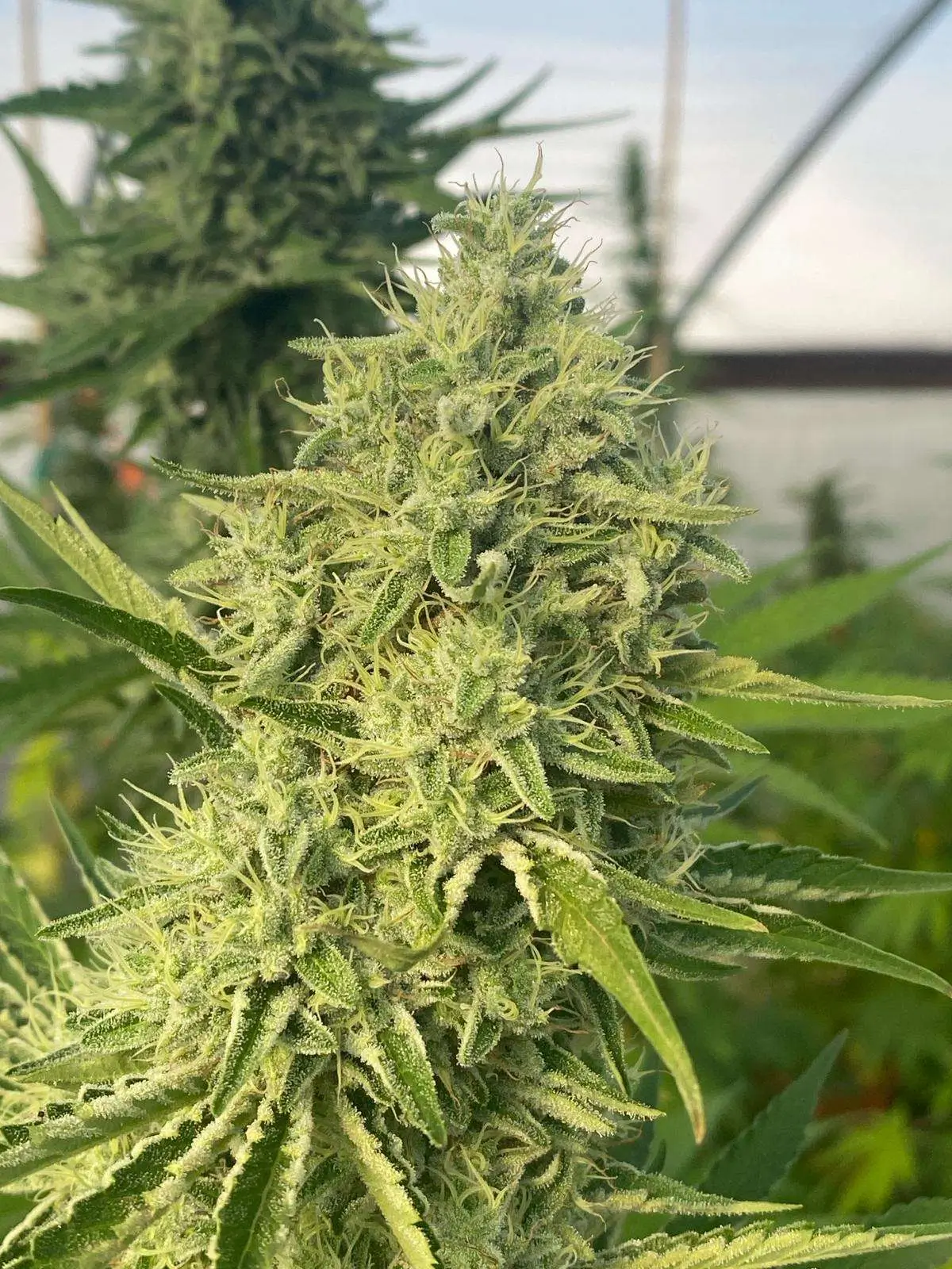 Black Beard Feminized – Alchimia Grow Shop