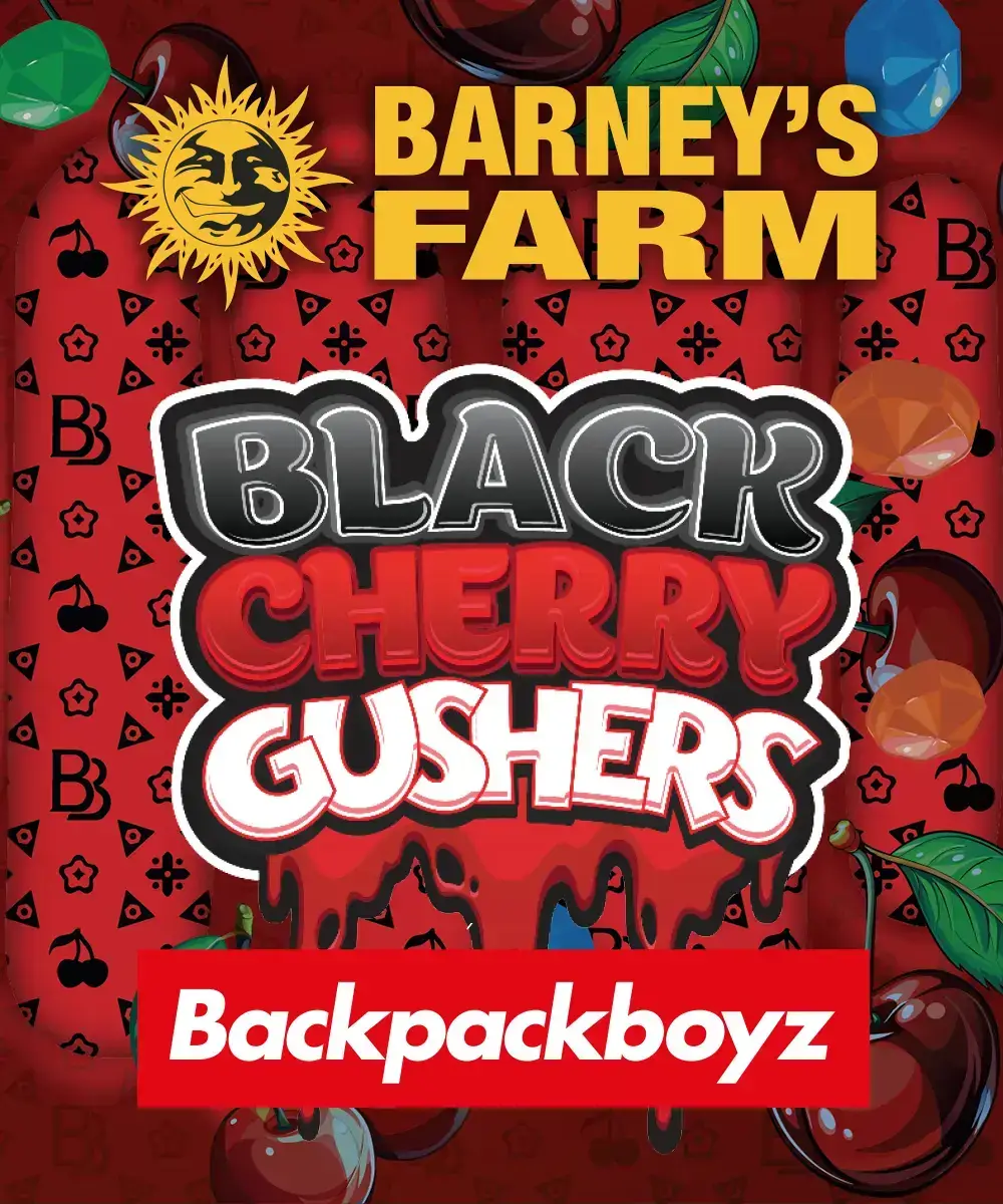 Black Cherry Gushers Feminized – Alchimia Grow Shop