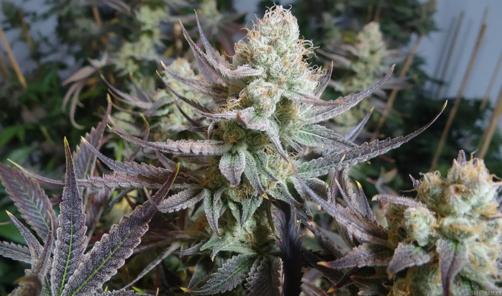 Black Cherry Punch Feminized – Alchimia Grow Shop