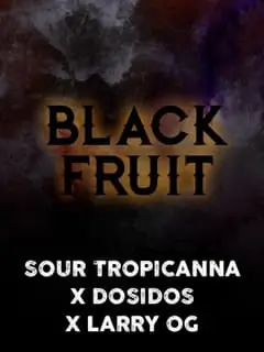 Black Fruit Feminized – Alchimia Grow Shop