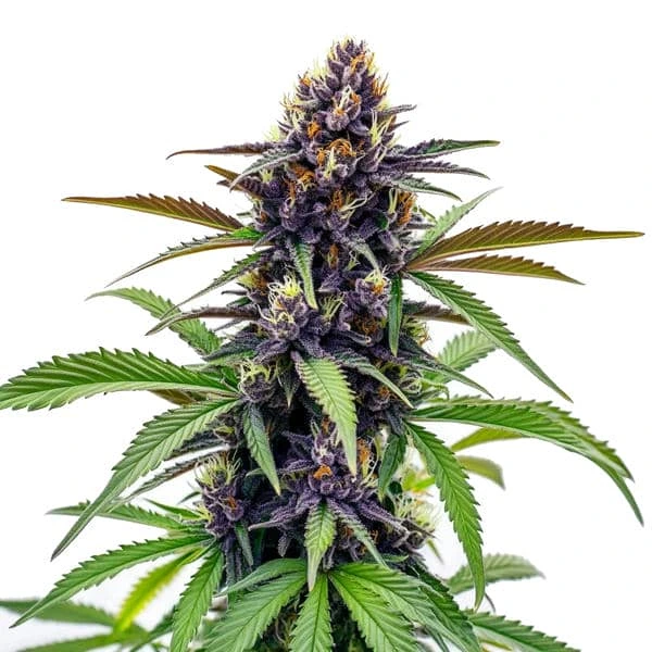 Black Cherry Soda – Blimburn Seeds
