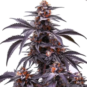 Black Jack Auto – Blimburn Seeds