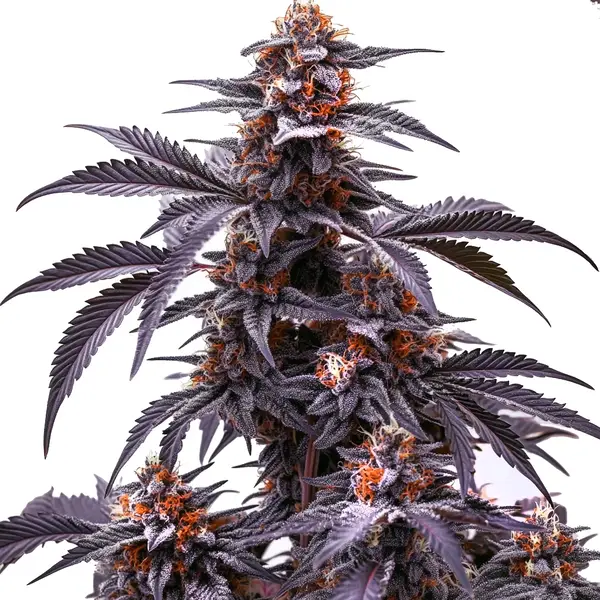 Black Jack Auto – Blimburn Seeds
