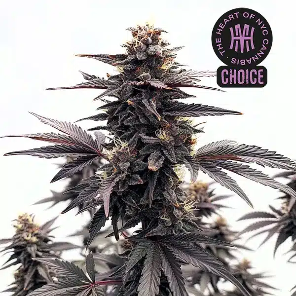 Black Runtz HMC Edition – Blimburn Seeds