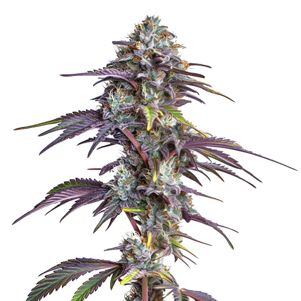 Blackberry Moonrocks – Blimburn Seeds