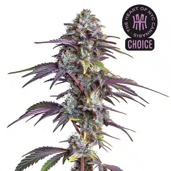 Blackberry Moonrocks HMC Edition – Blimburn Seeds