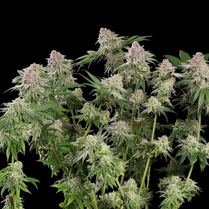 Blue Mystic – Royal Queen Seeds