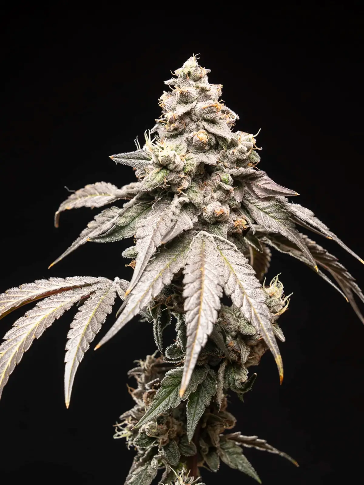 Blue Tide Feminized – Alchimia Grow Shop