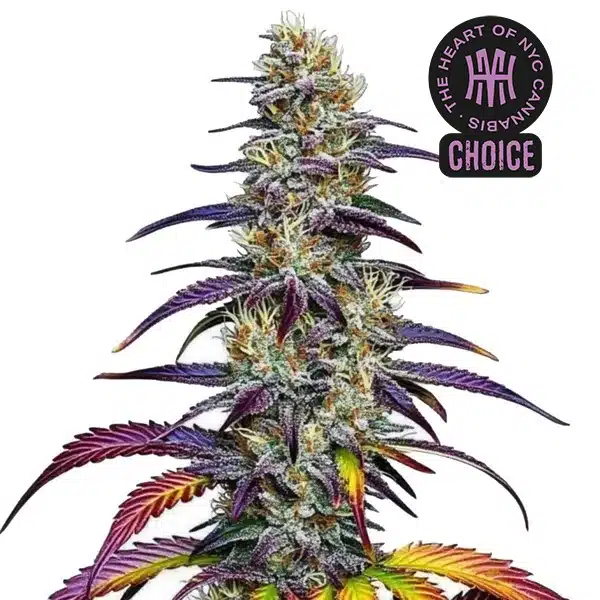 Blue Dream HMC Edition – Blimburn Seeds