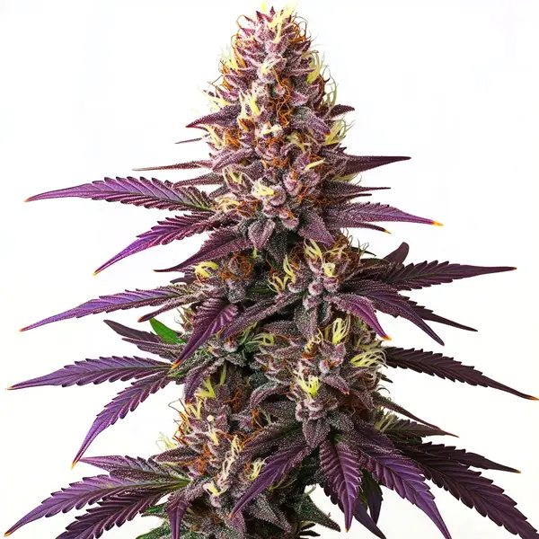 Blueberry – Blimburn Seeds