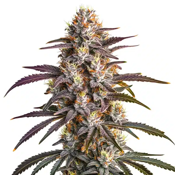 Blueberry x GG4 – Blimburn Seeds