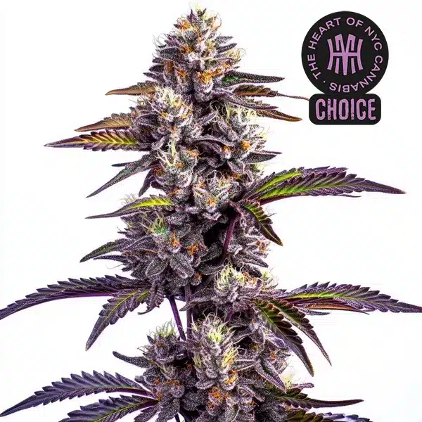 Blackberry Moonrocks Auto HMC Edition – Blimburn Seeds
