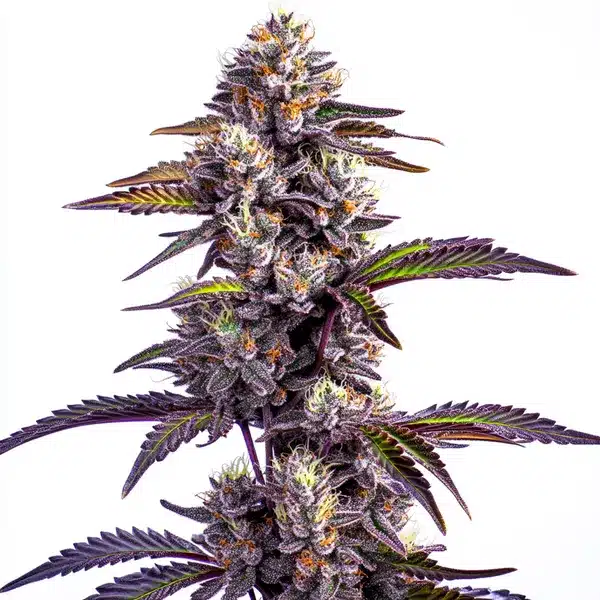 Blackberry Moonrocks Auto – Blimburn Seeds