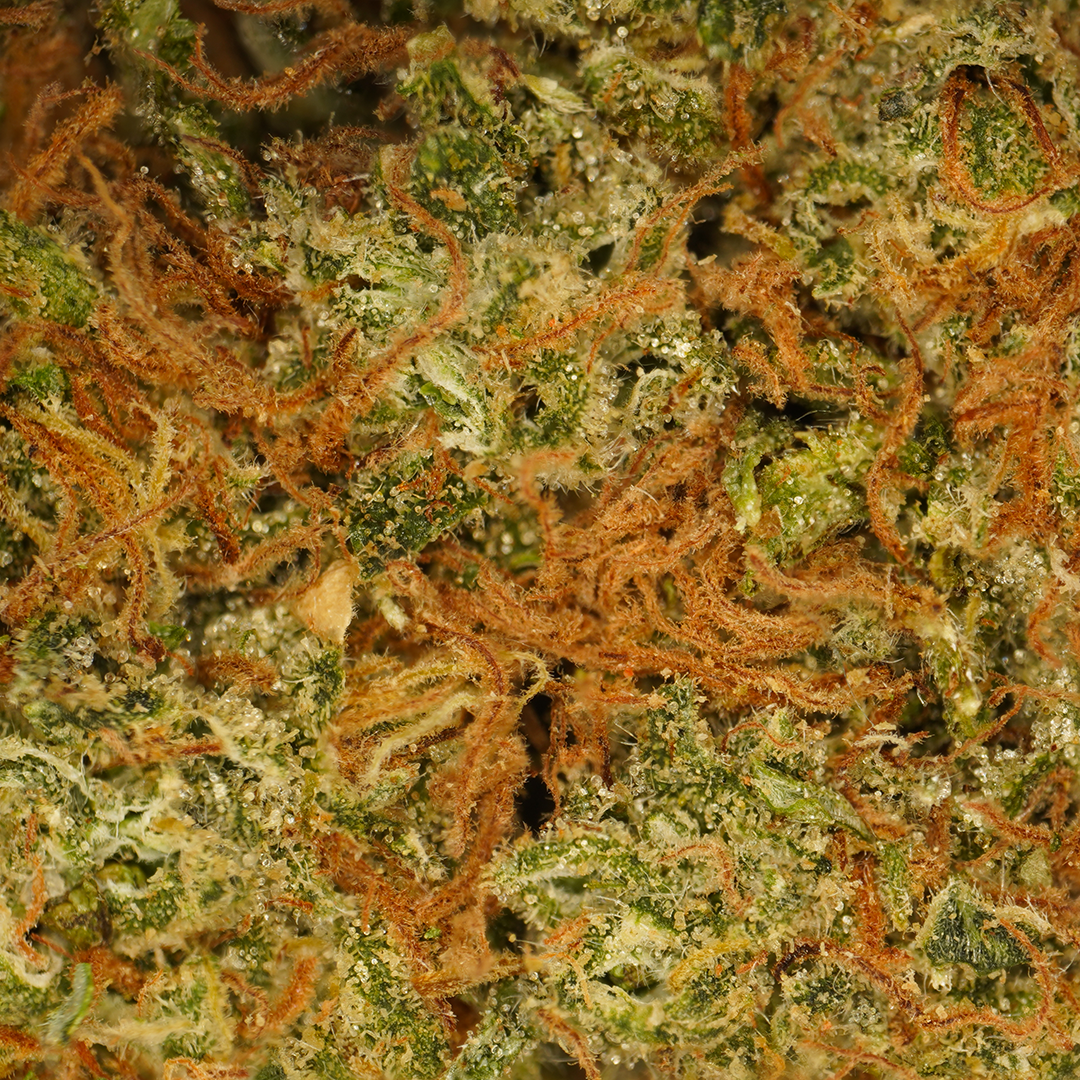 Blue Dream CBD (Hydroponics) (2) – Mama Kana