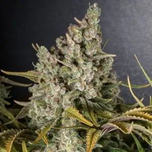 Bobs Lambsbread Feminized – Alchimia Grow Shop