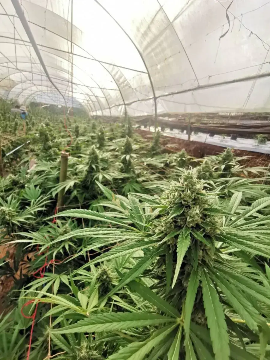 Braindamage Auto Autoflower – Alchimia Grow Shop